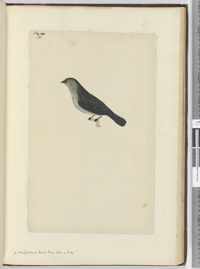 Un oiseau de Nouvelle-Zélande apprivoisé comme un rouge-gorge, 1772-75 - Isaac Smith