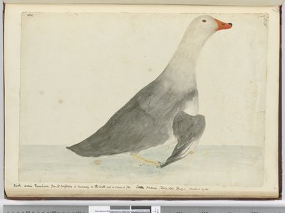 Canard appelé Racehorse pour sa rapidité à courir sur l
