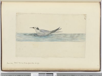 Petit pétrel gris (?) vu près du Cap de Bonne-Espérance. Oct. 1772, 1772-75 - Isaac Smith