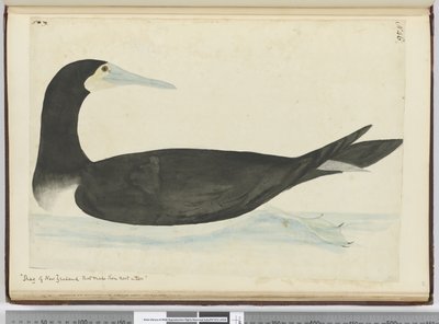 Cormoran de Nouvelle-Zélande qui fait son nid dans les arbres, 1772-75 - Isaac Smith