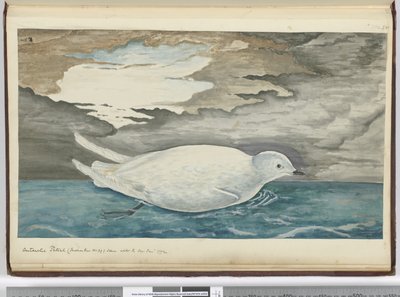 Pétrel antarctique (plus petit que le n° 29) vu avec la glace Jan. 1772, 1772-75 - Isaac Smith