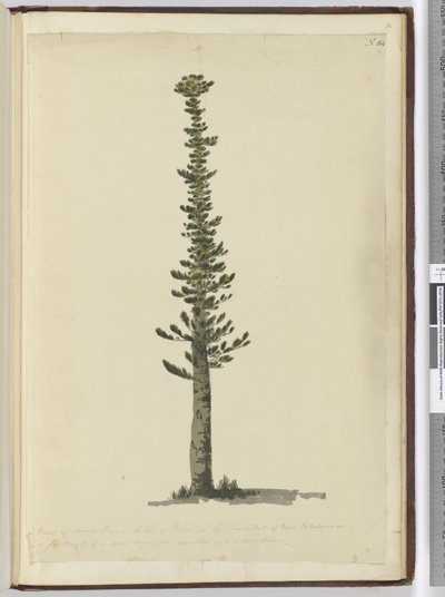 Type de pin épicéa sur l