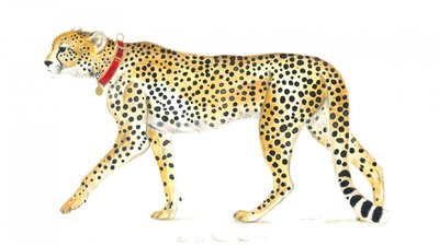 Promenade gracieuse du guépard - Isabelle Brent