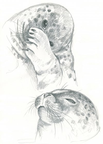Dessin de phoques gris - Isabelle Brent