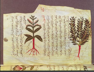 Ms. Arabe 4947 fol.84, Plantes d