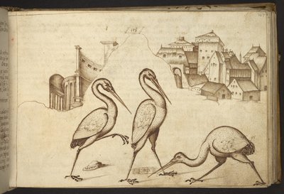 Des ibis (