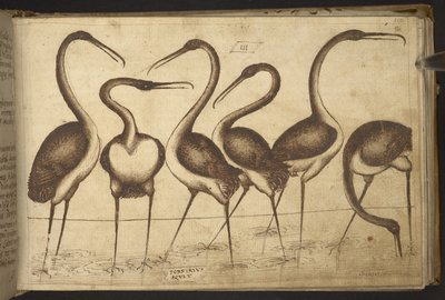 Oiseaux, de Historia Animalium - Italian School