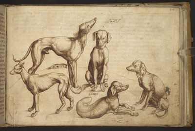 Chiens de différentes races (