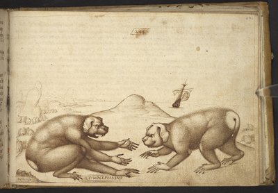 Créatures ressemblant à des chiens se battant (