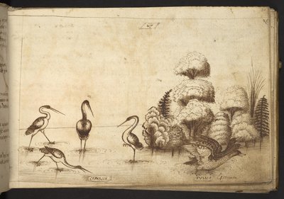 Oiseaux échassiers (