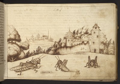 Sauterelles mangeant une plante haute, de Historia Animalium - Italian School