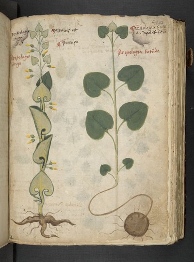 Un herbier, Belluno - Italian School