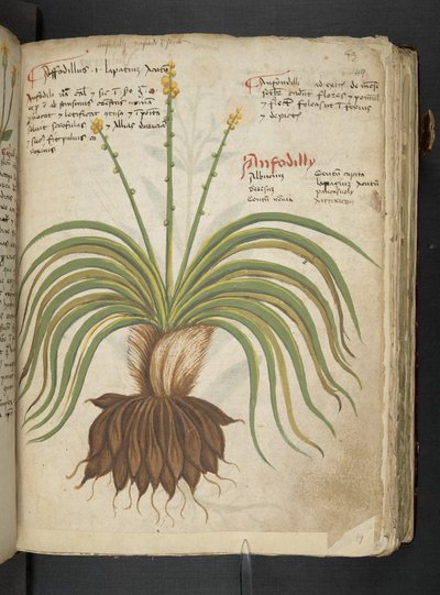 Un herbier, Belluno - Italian School