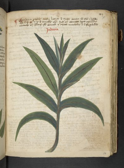 Un herbier, Belluno - Italian School