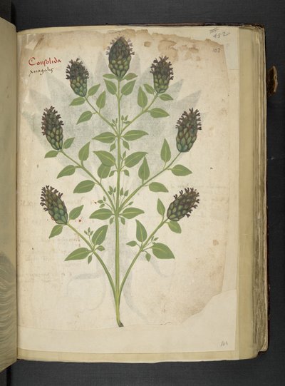 Consolida, de 