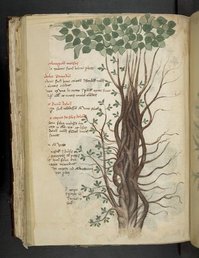 Add MS 41623 f.110v Arbre de mangrove, d