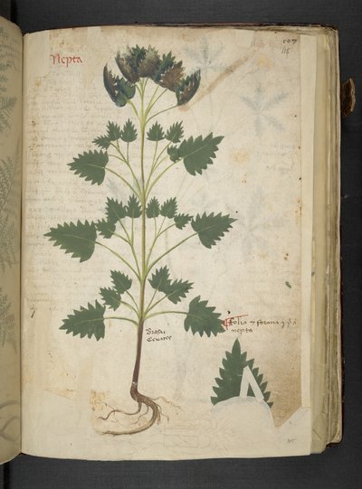 Add MS 41623 f.115r Nepta, de 