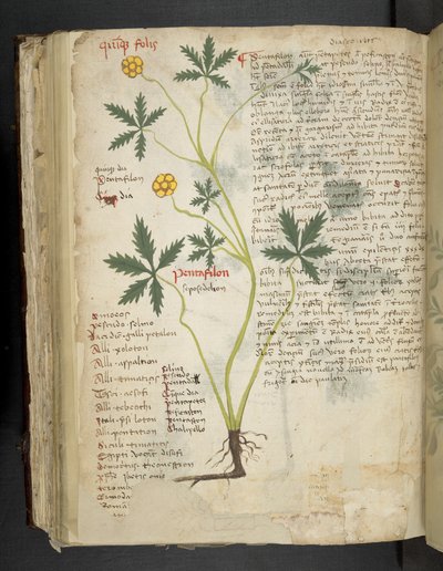 Add MS 41623 f.115v Pentafilon (ou 