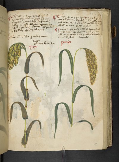 Add MS 41623 f.117r 