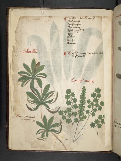 Un herbier, Belluno - Italian School