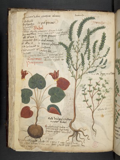 Un herbier, Belluno - Italian School