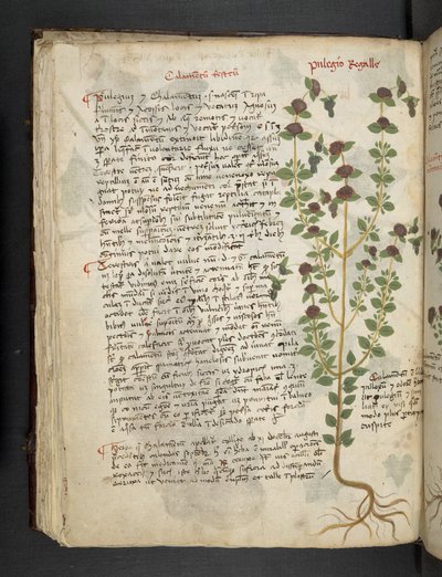 Un herbier, Belluno - Italian School