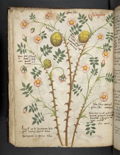 Add MS 41623 f.61v 