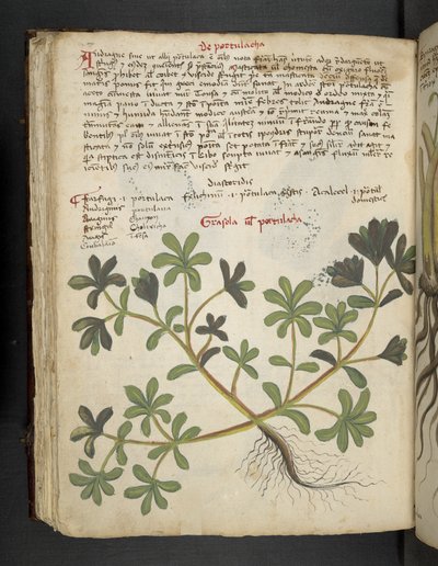 La Portulaca, de 