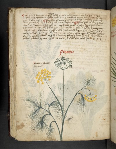 Add MS 41623 f.84v Fenouil, d