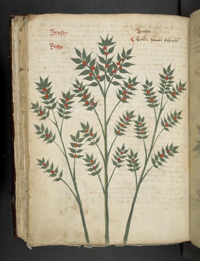 Add MS 41623 f.99v 