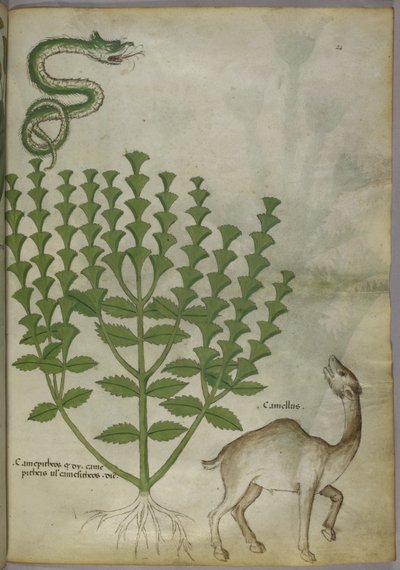 Illustration botanique d