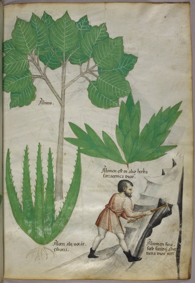 Illustration botanique d