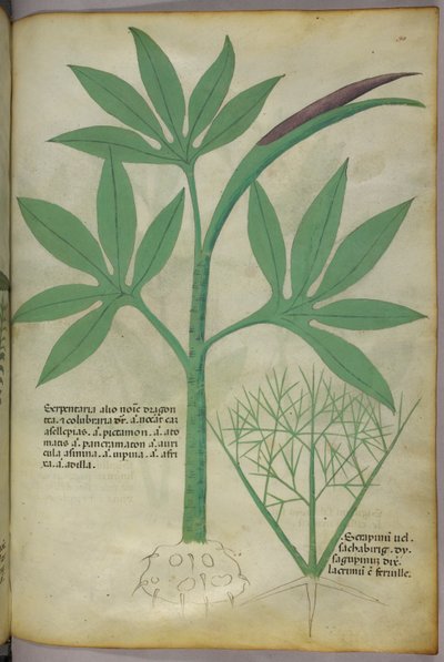 Illustration botanique, vers 1440 (encre et couleur sur vélin) - Italian School