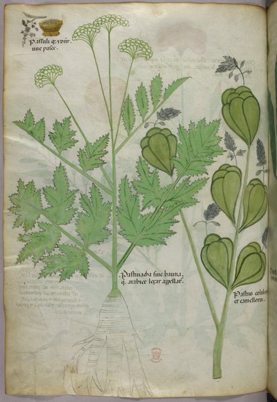 Illustration botanique, vers 1440 (encre et couleur sur vélin) - Italian School