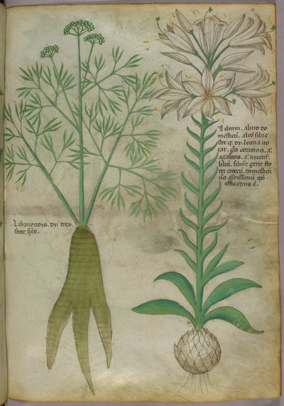 Illustration botanique, vers 1440 (encre et couleur sur vélin) - Italian School