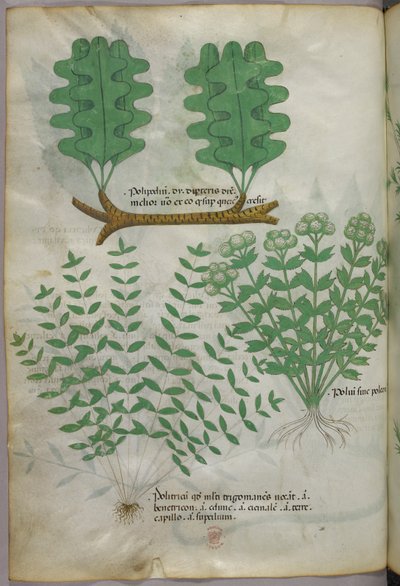 Illustration botanique, vers 1440 (encre et couleur sur vélin) - Italian School