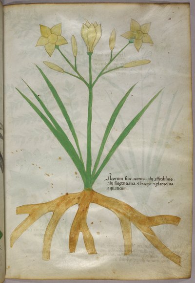 Illustration botanique d