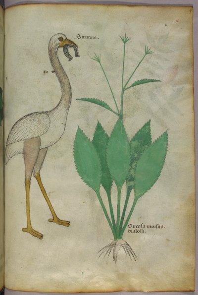 Illustration botanique d