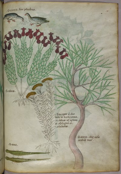 Illustration botanique d