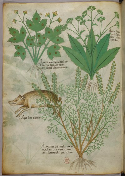Illustration botanique de plantes et d