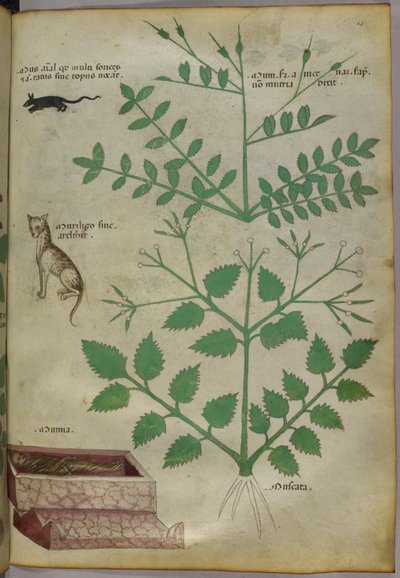 Illustration botanique de plantes avec un léopard, une souris et un cadavre, vers 1440 (encre et couleur sur vélin) - Italian School