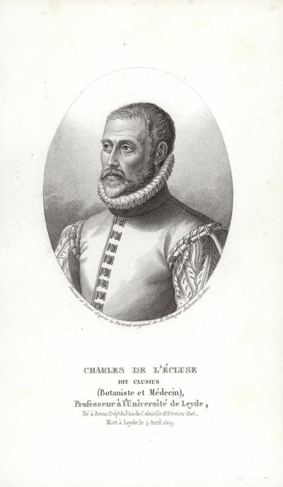 Carolus Clusius - Italian School