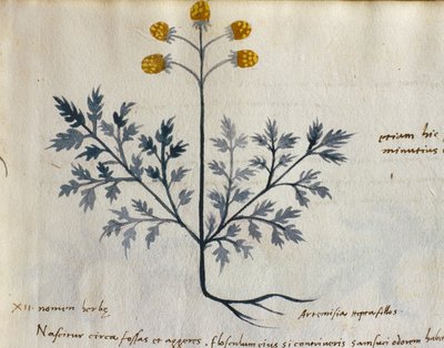 Cod. CCXXXVII Artemisia, plante médicinale d