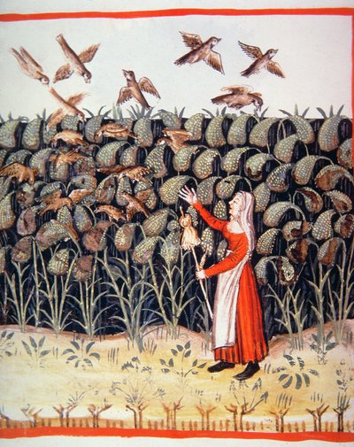 Millet, illustration du Tacuinum Sanitatis Codex Vindobonensis - Italian School