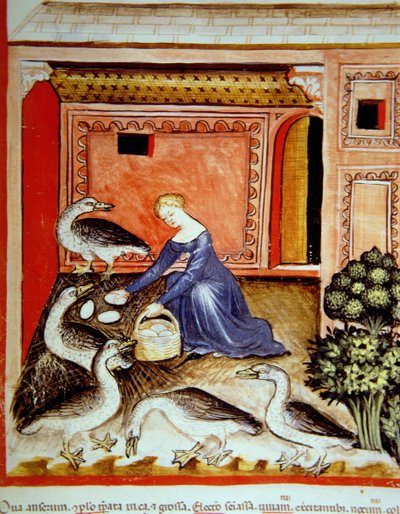 Élevage des oies, illustration du Tacuinum Sanitatis Codex Vindobonensis - Italian School