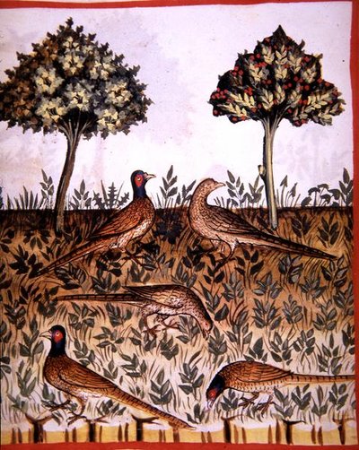 Faisans, illustration du 
