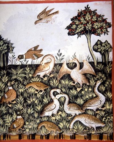 Fol.69v Canards et oies, illustration de 