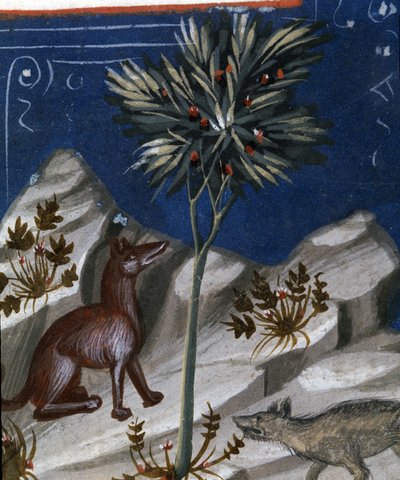 Renard et un loup, illustration du "Codex Justianus", 1350 - Italian School