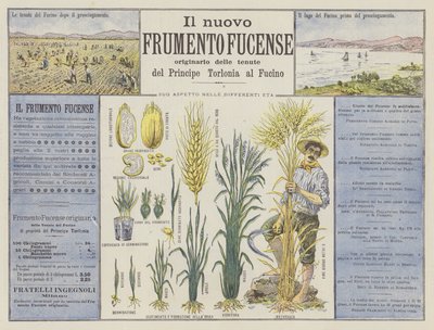 Il nuovo Frumento Fucense - Italian School