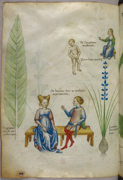 Illustration de la prêle des champs [hyppuris] et de l